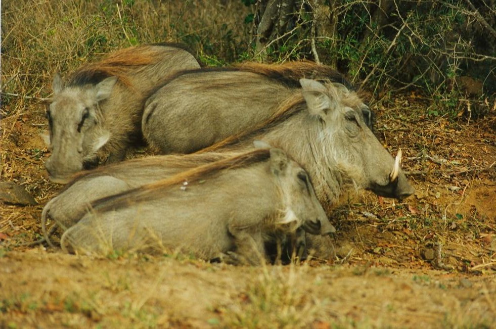 Warthog Huddle