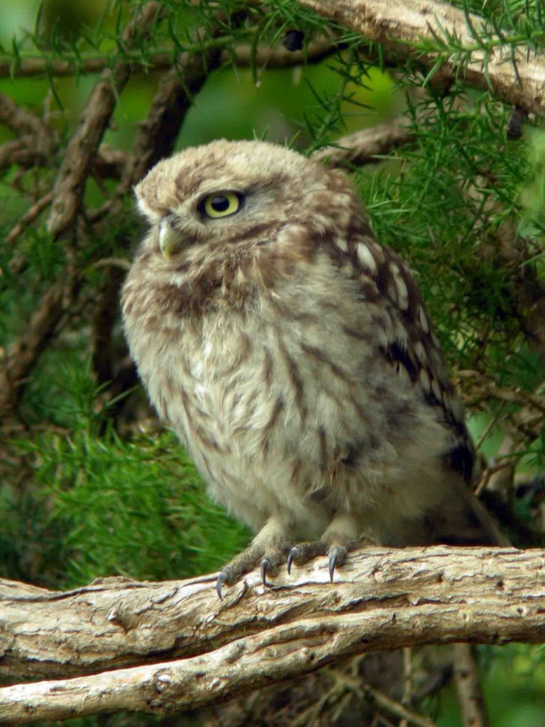 Warton Cragg Little Owl