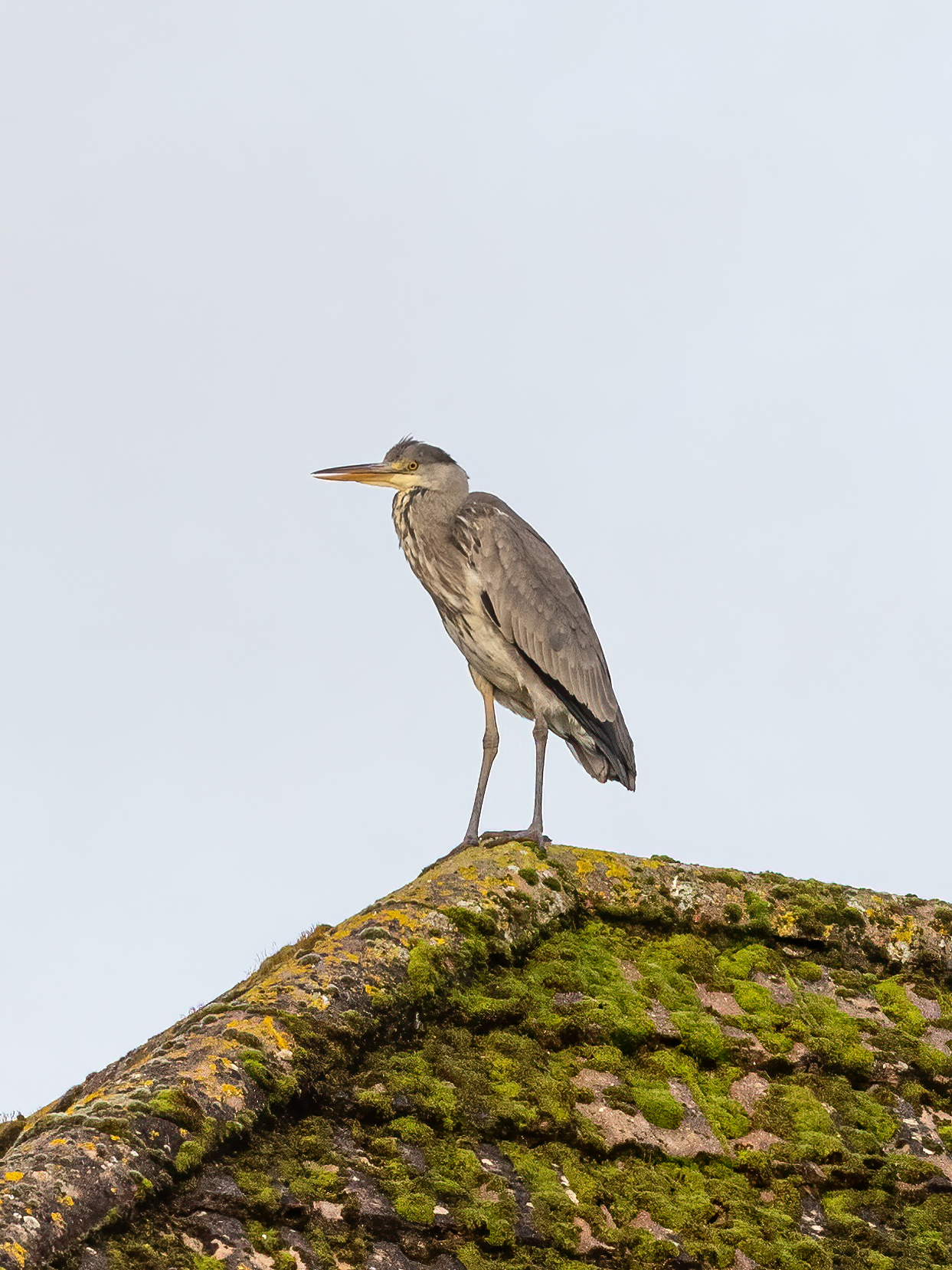 Wasn't expecting to see this at the end of my garden!