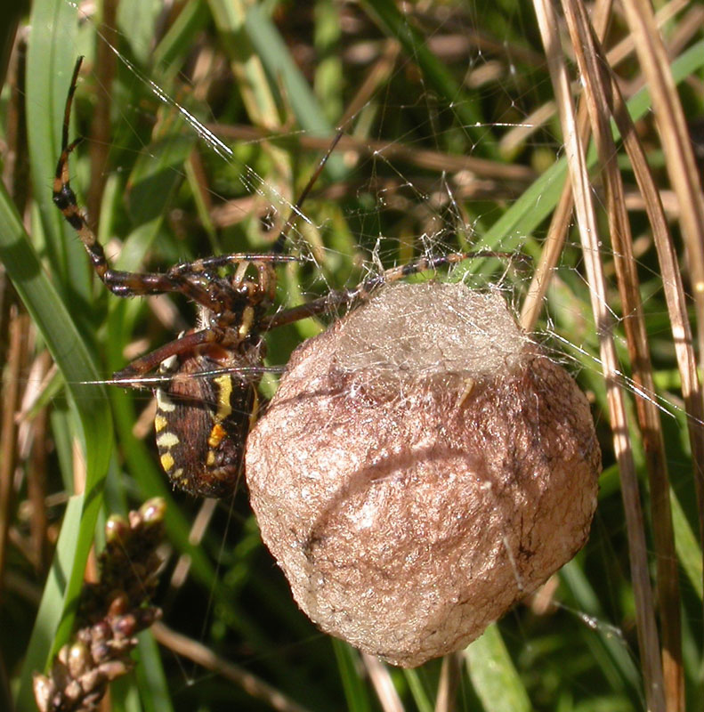 Wasp Spider and Egg Sack