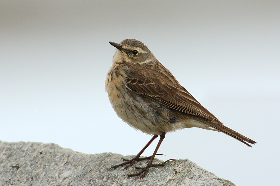 Water pipit