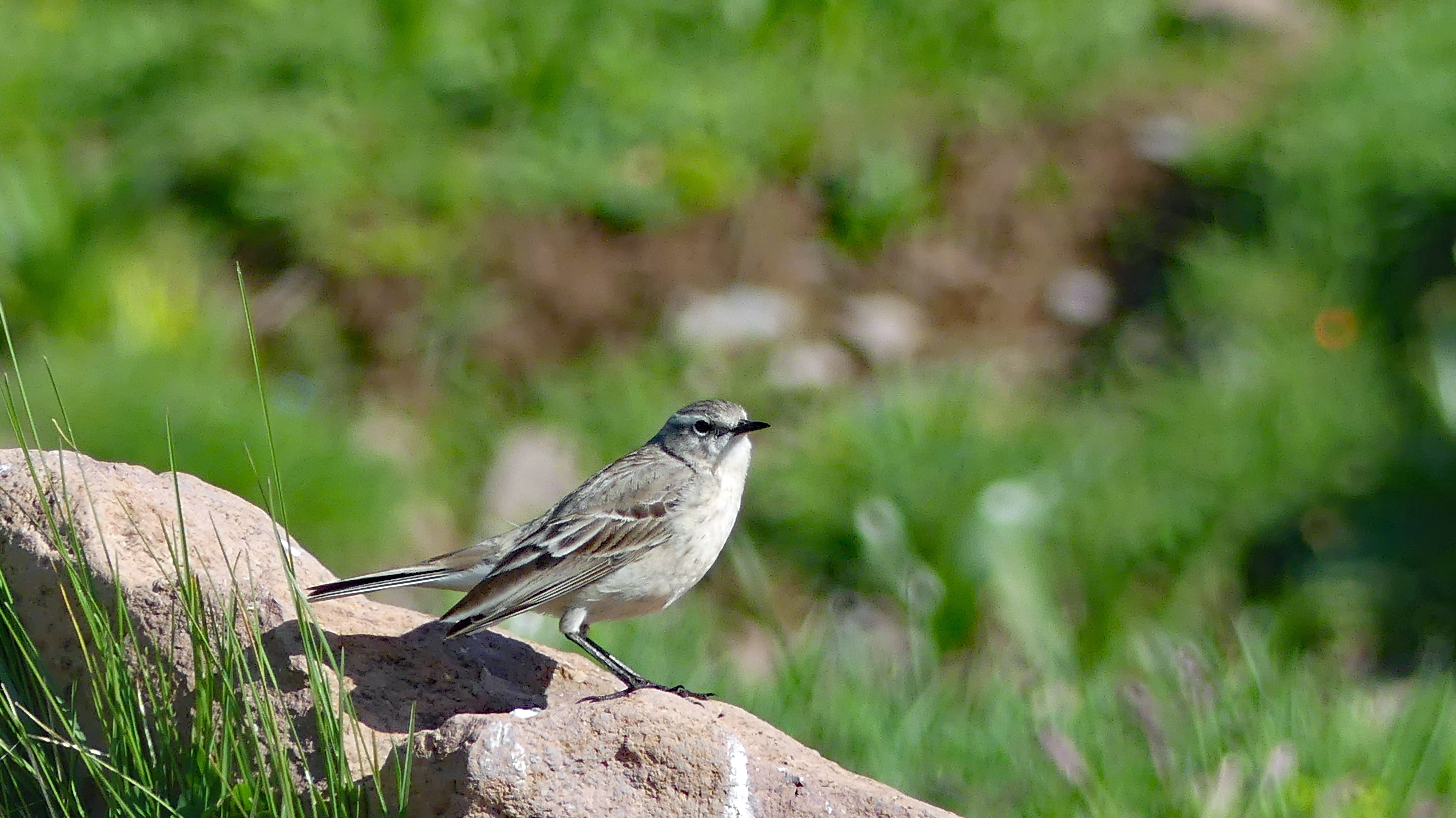 Water pipit