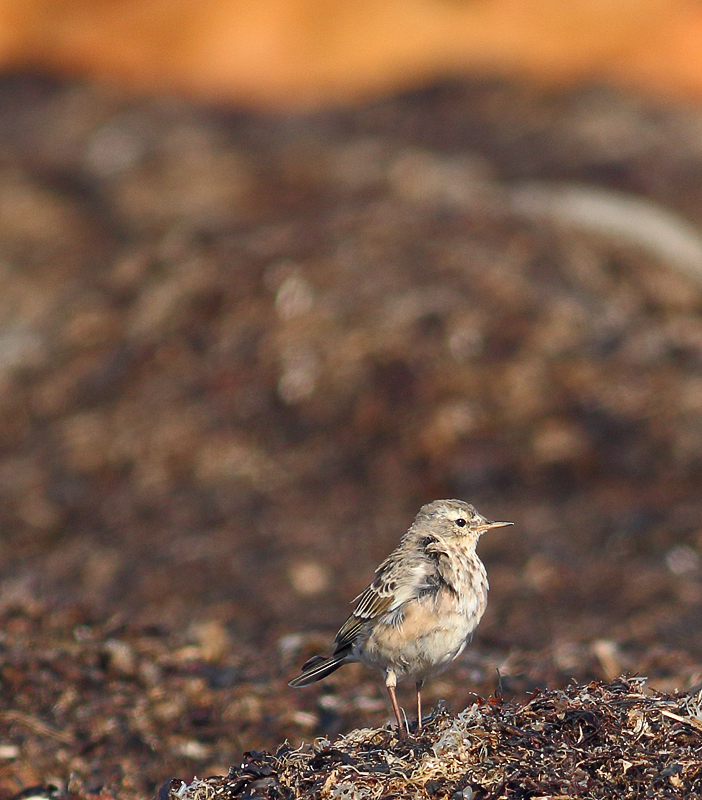Water pipit