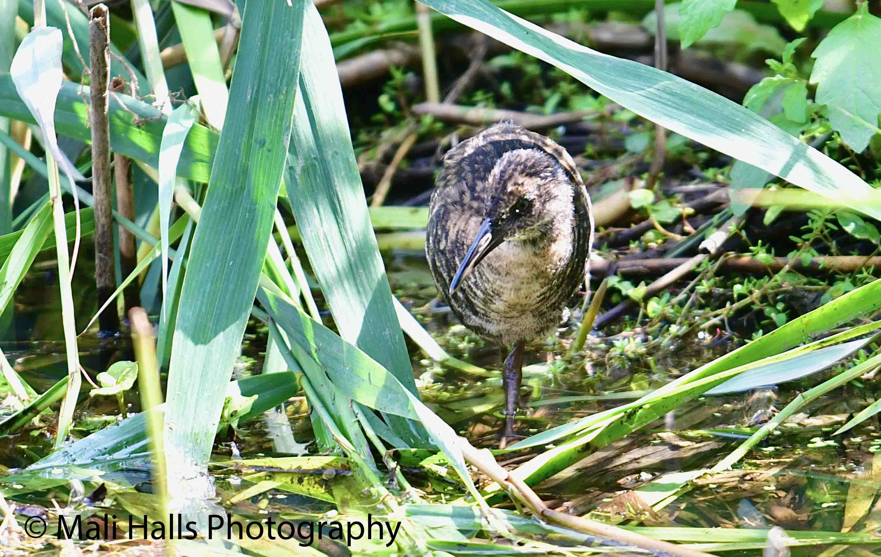 Water Rail 2317.jpg