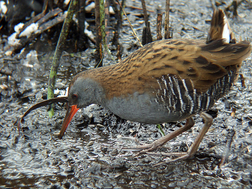 Water Rail in snow