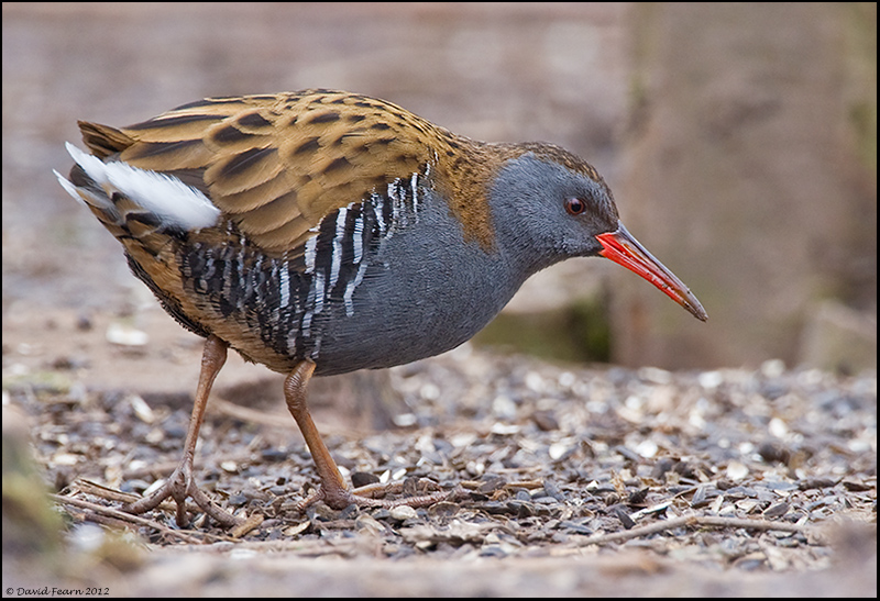 Water Rail