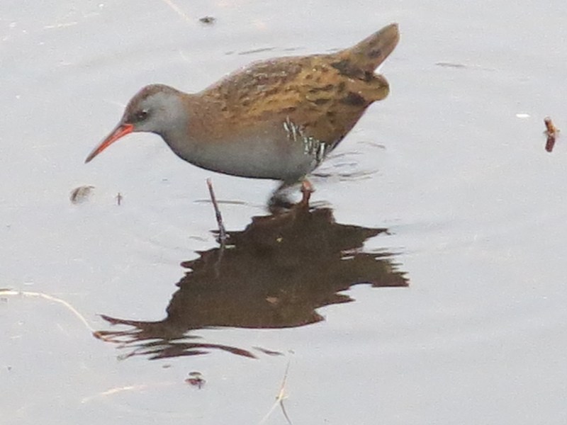 Water Rail