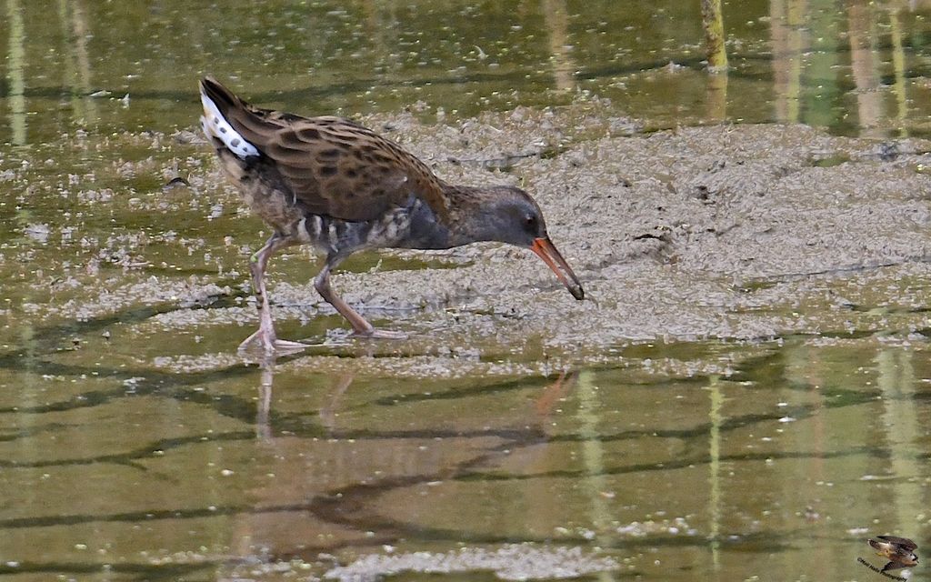 Water Rail