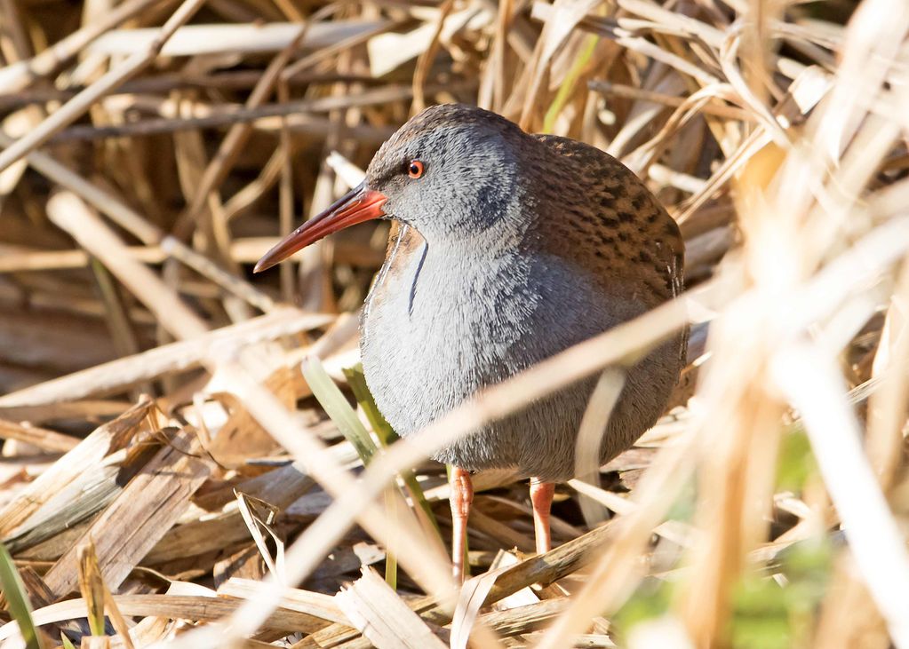 Water Rail