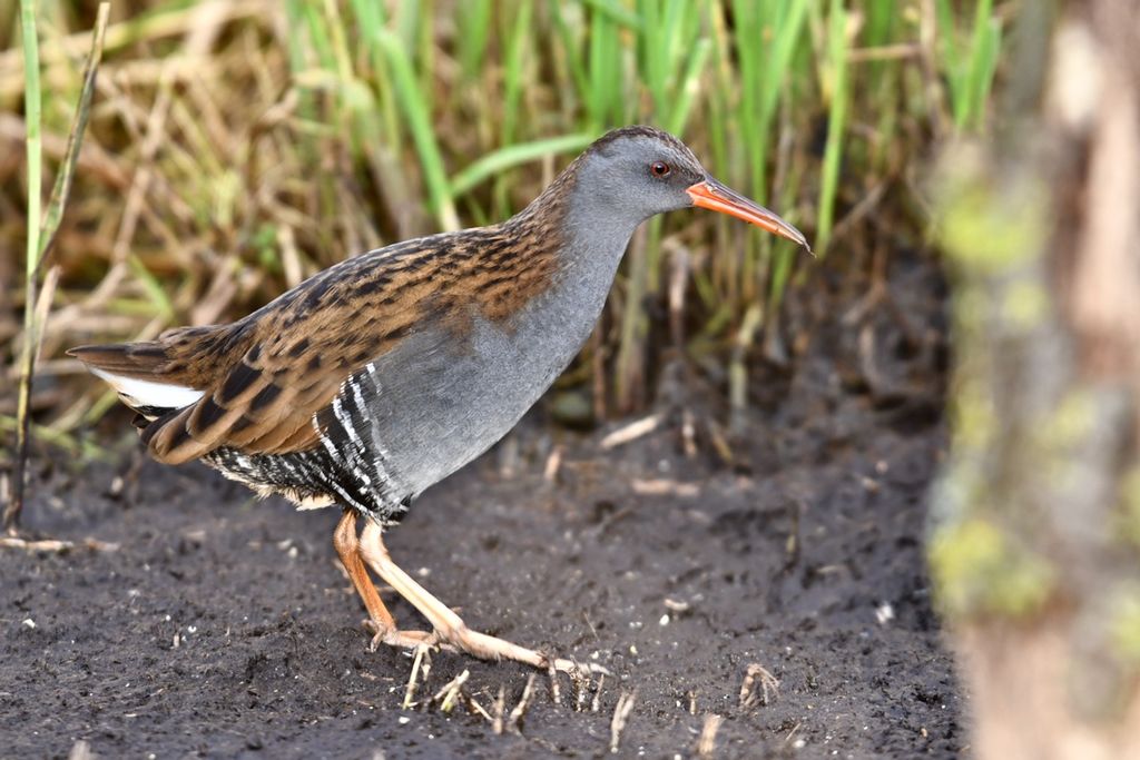 Water Rail