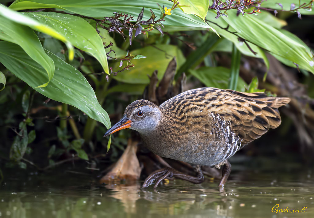 Water Rail