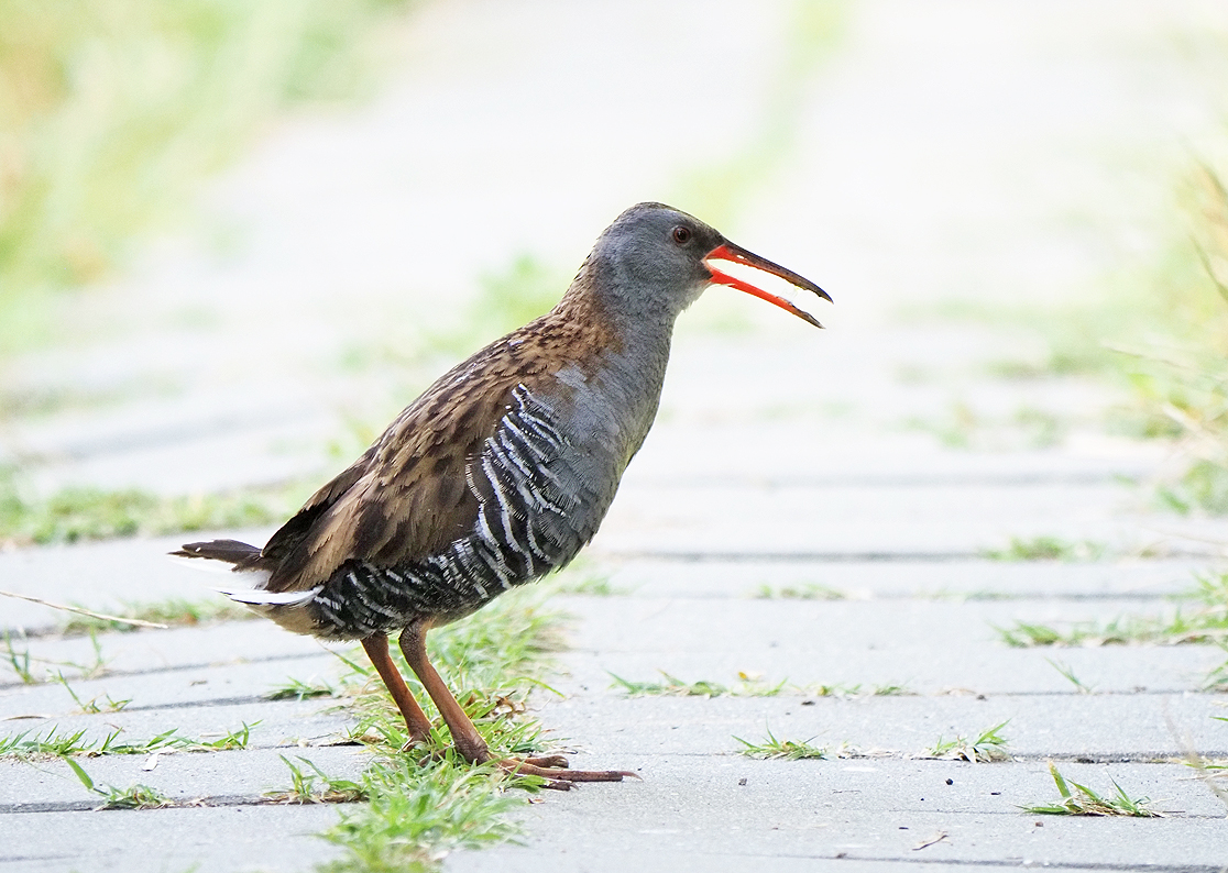 Water Rail