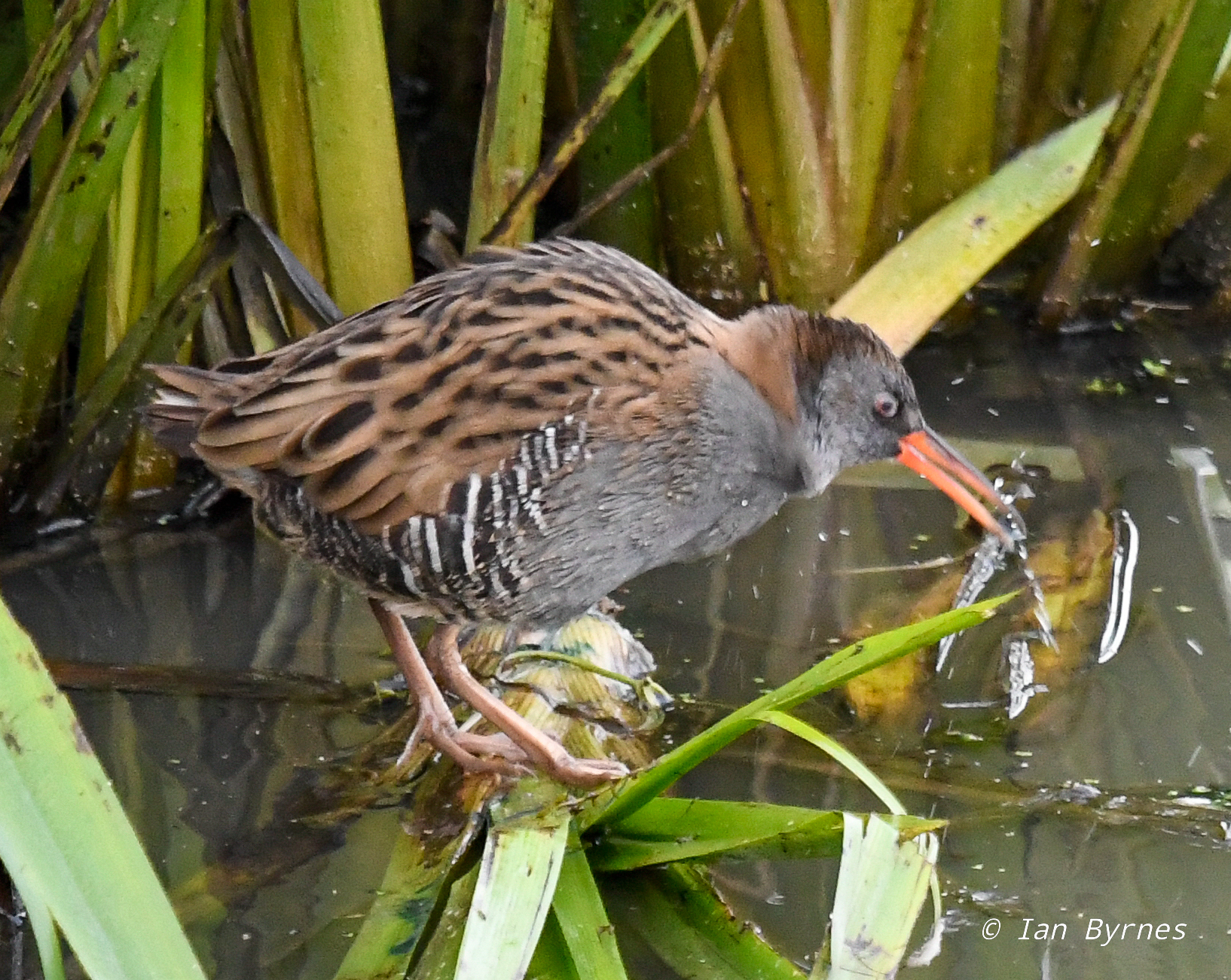 WATER RAIL