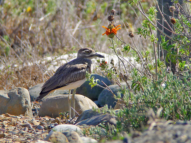 Water Thick-knee