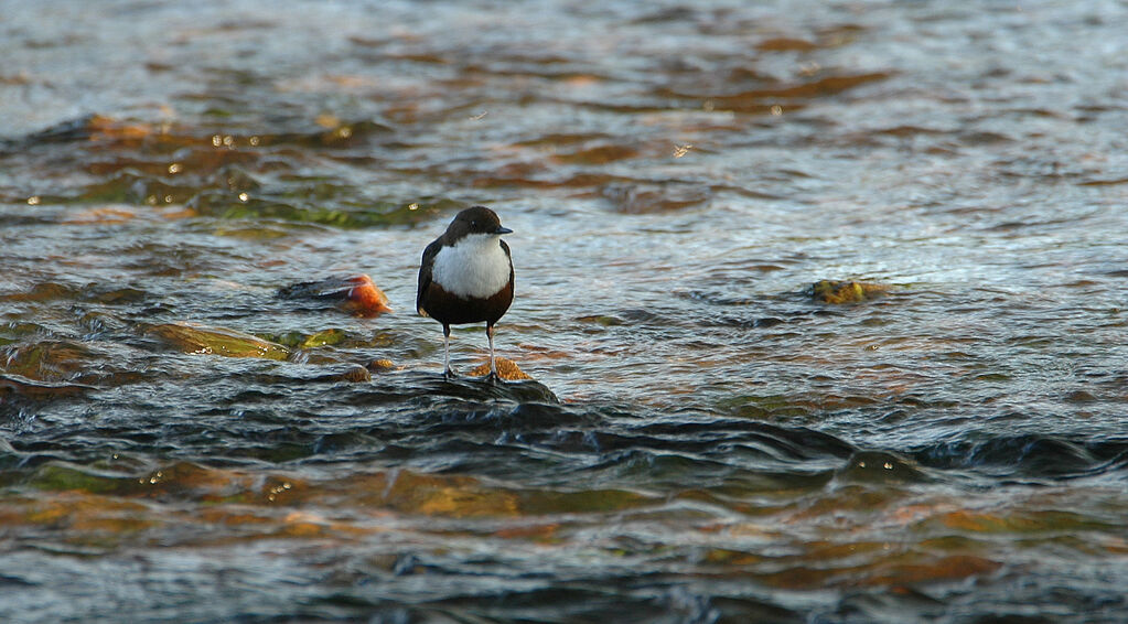 Water World Birders !!