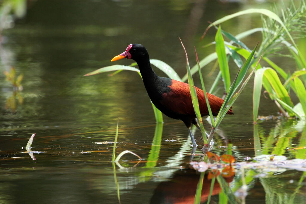 Wattled Jacana