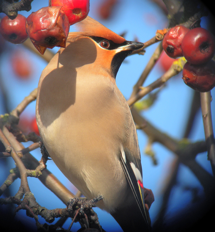 Waxwing Boston 16/02/2010