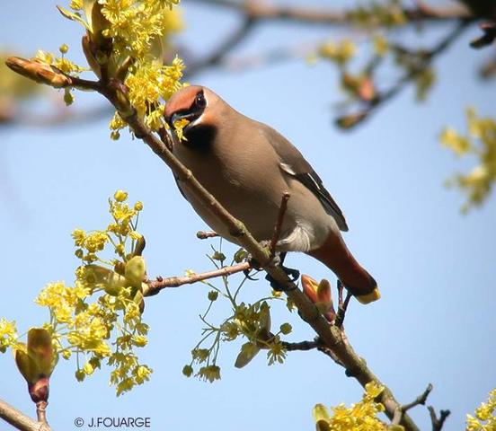 Waxwing eating Maple flowers