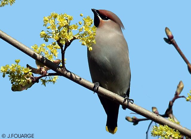 Waxwing on maple tree