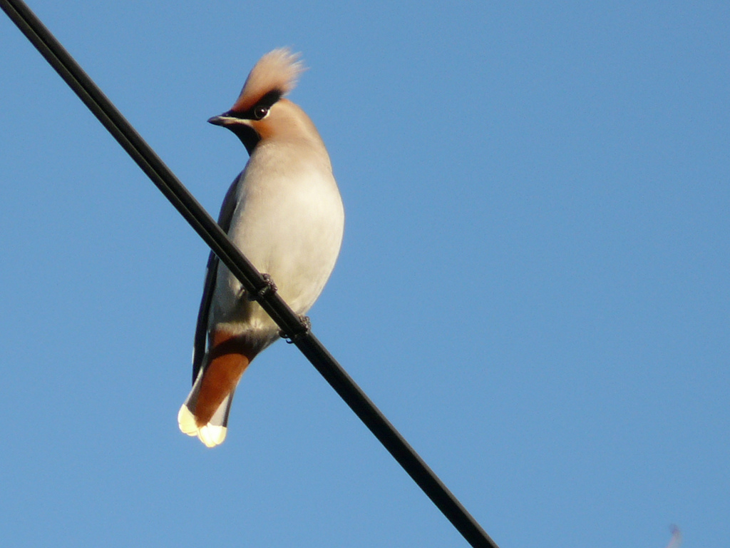 Waxwing