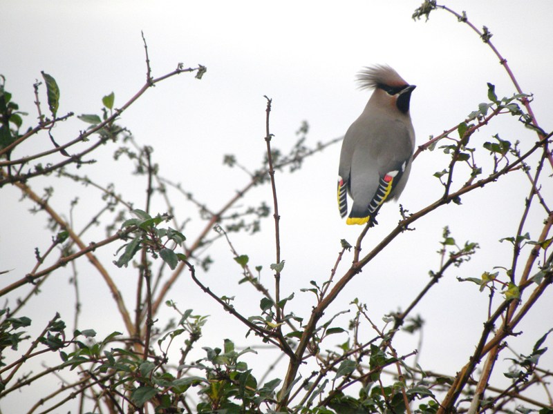 Waxwing