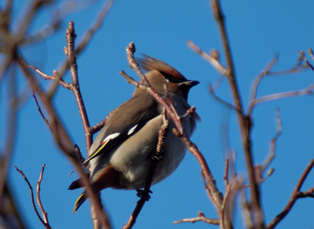 Waxwing