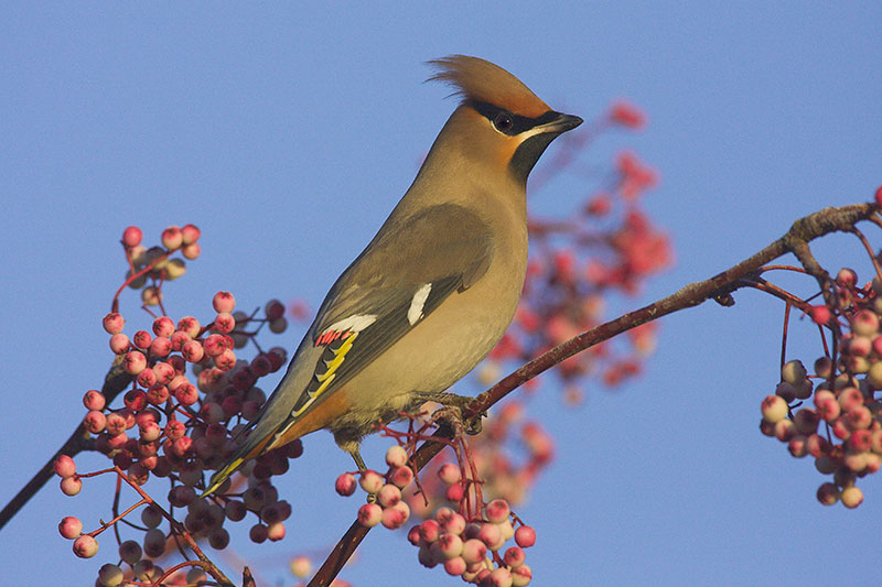 Waxwing