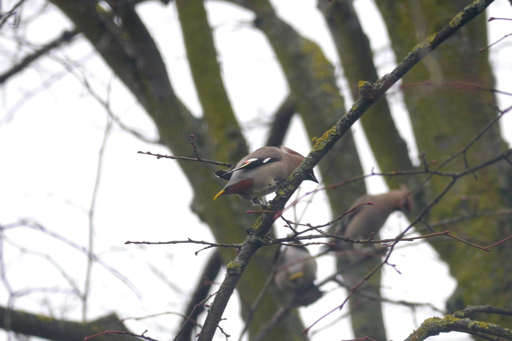 Waxwing!