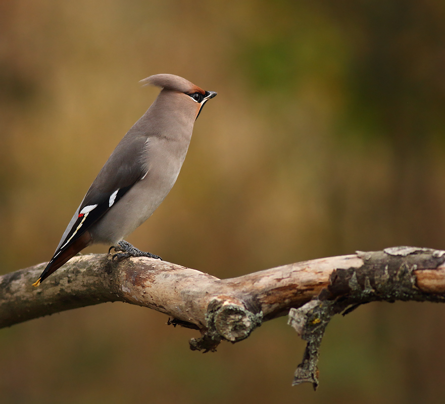 Waxwing