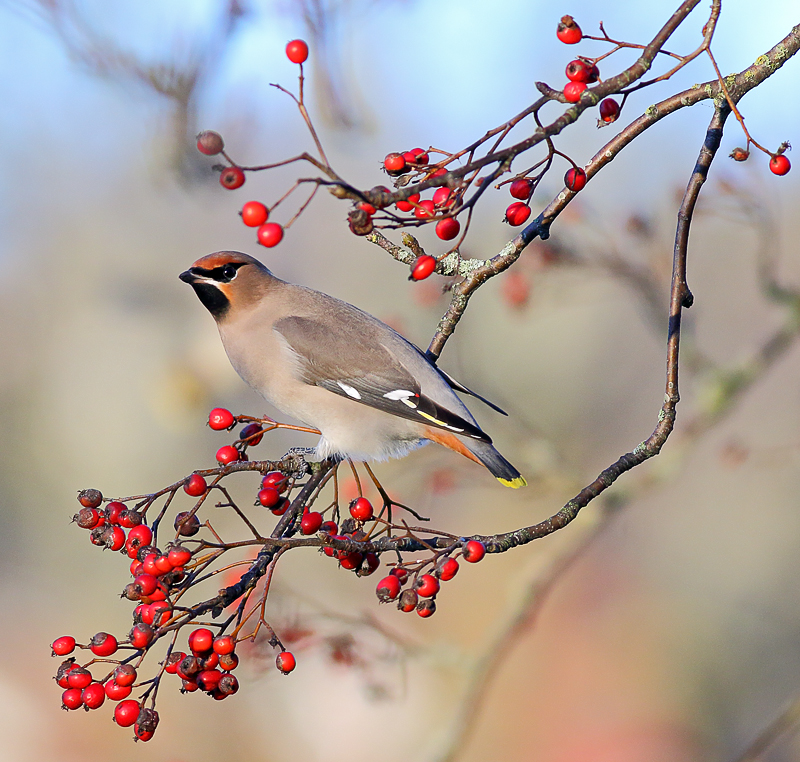 Waxwing