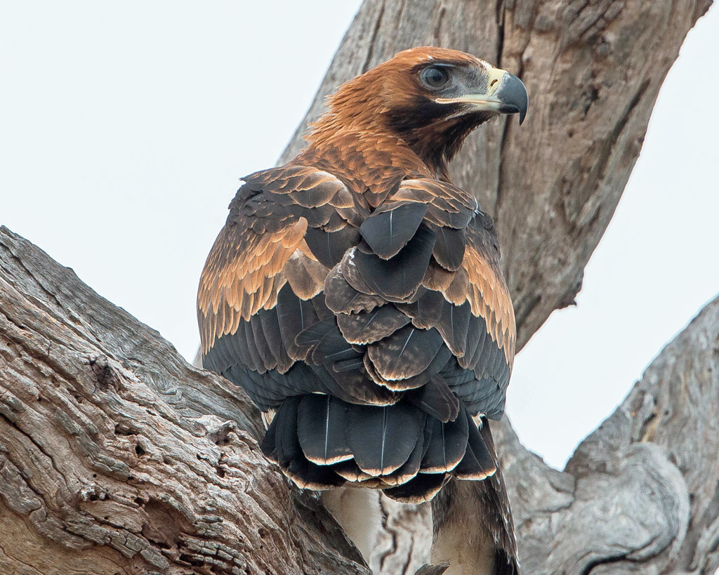 Wedgetailed Eagle (imm) BirdForum