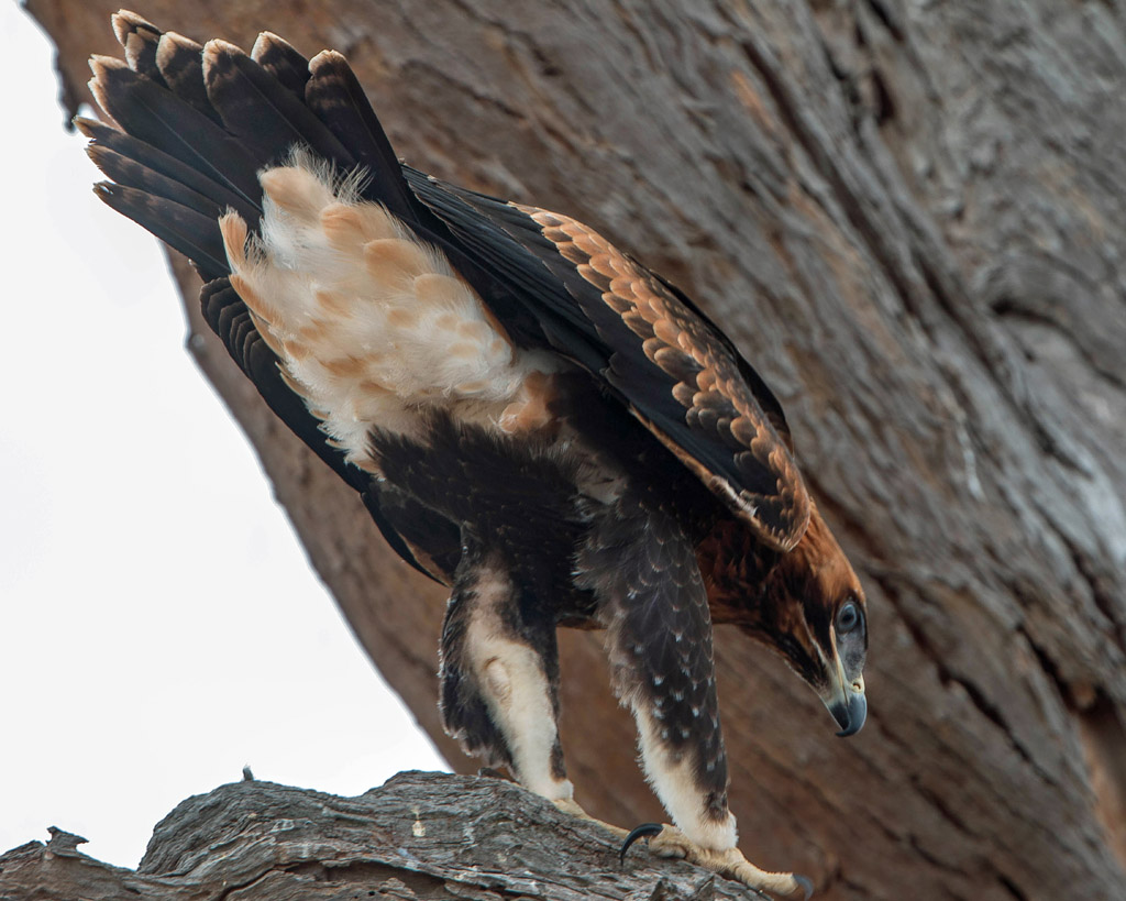 Wedge-tailed Eagle (imm)