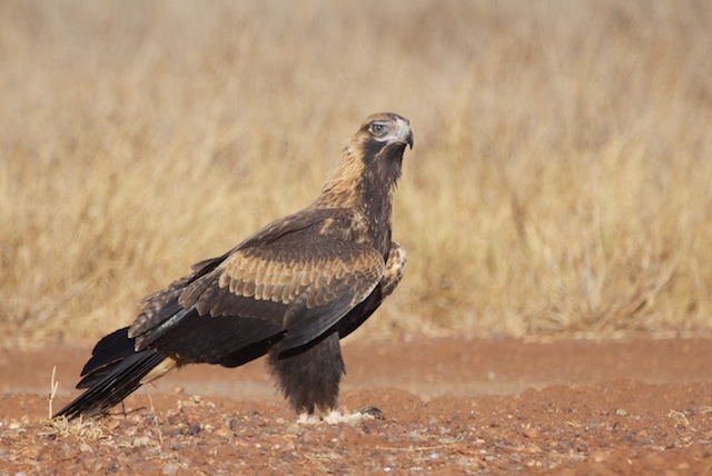 Wedge-tailed Eagle