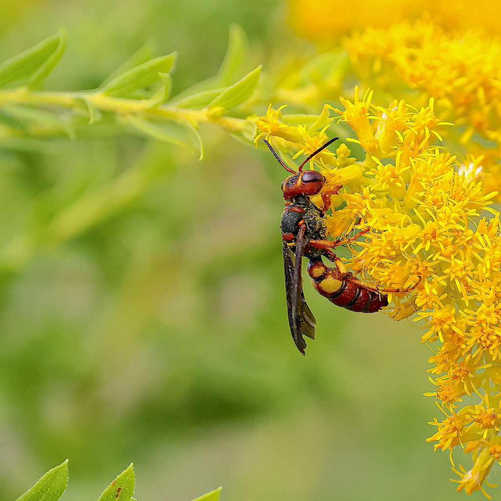 Weevil Wasp (Cerceris bicornuta: Crabronidae).jpg