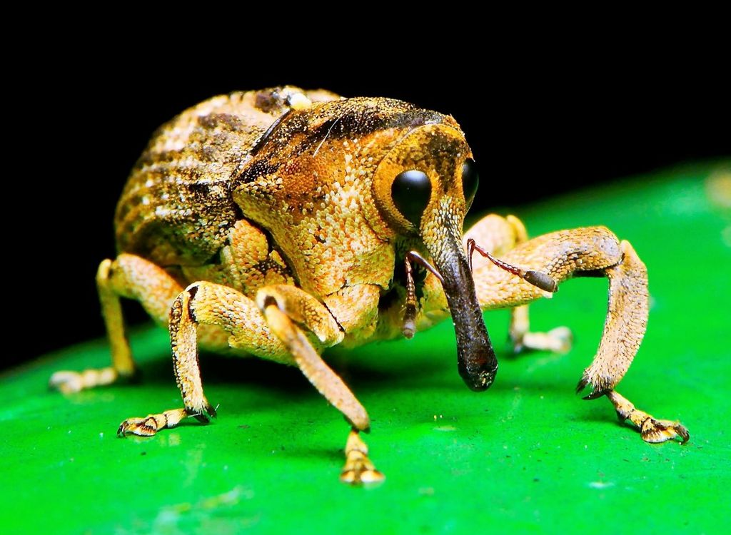 Weevil