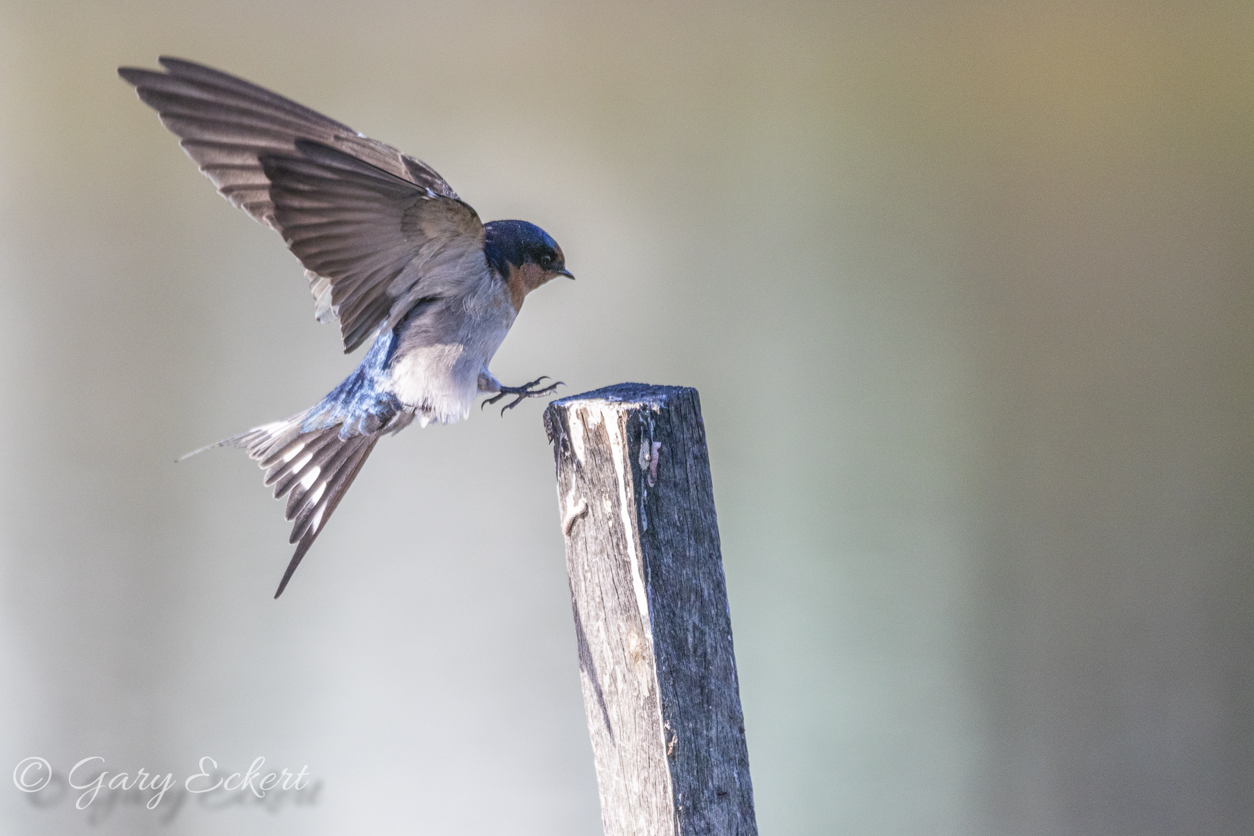 Welcome Swallow | BirdForum