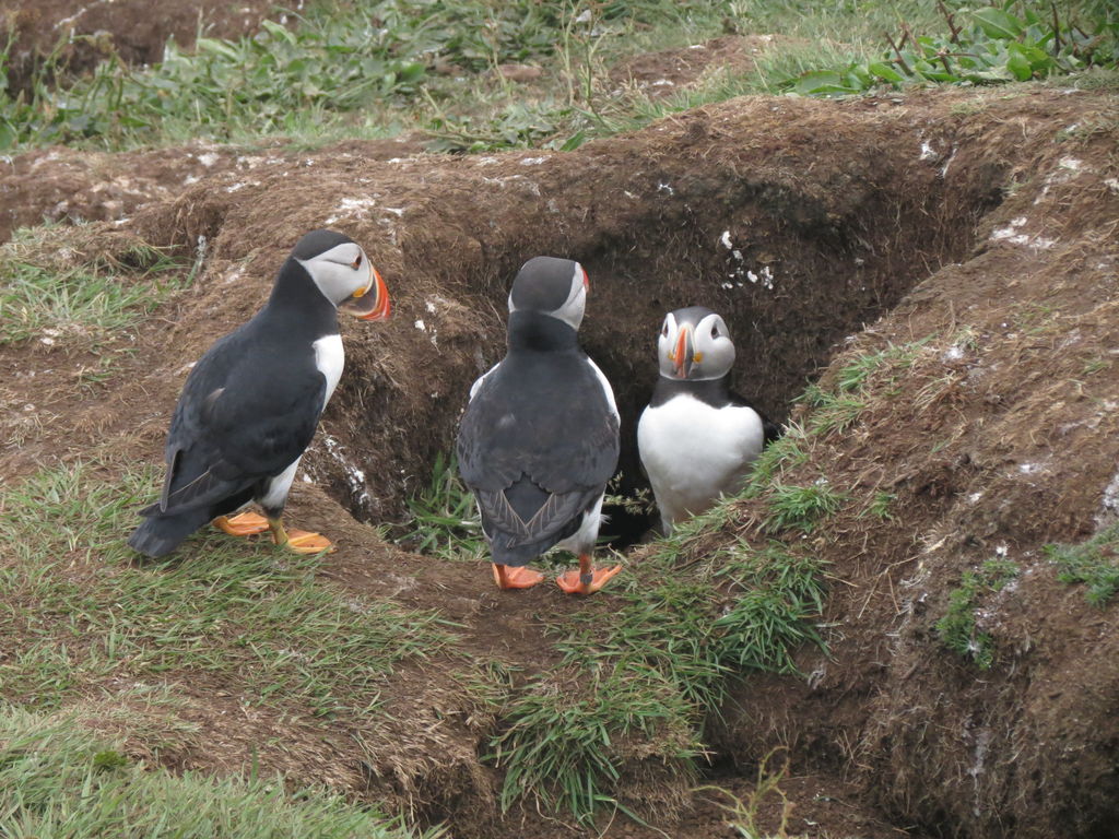 We're not sellin' nuffin, said the puffin...