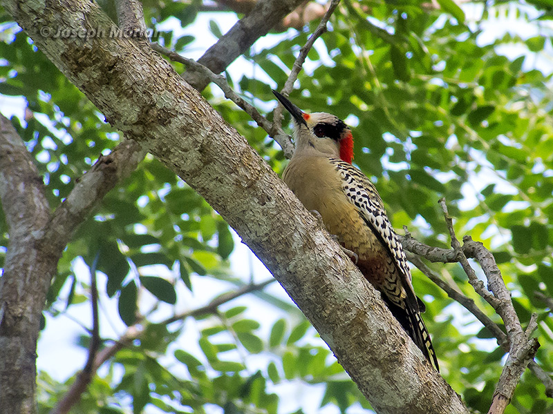 West Indian Woodpecker