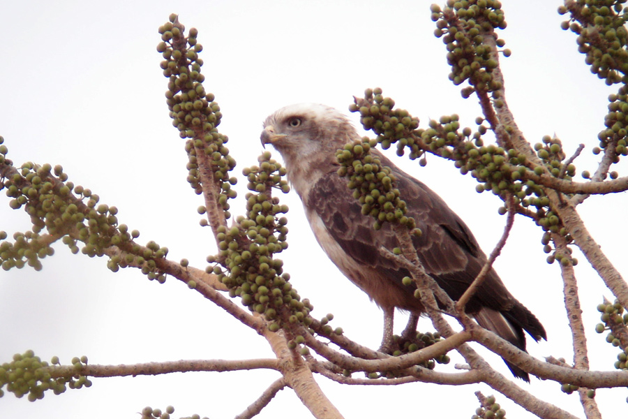 Western Banded Snake Eagle