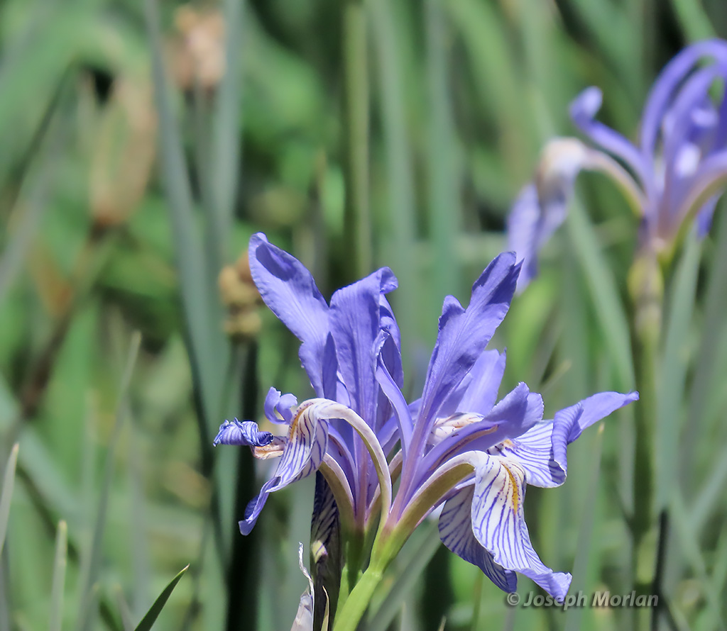 Western Blue Flag (Iris missouriensis)