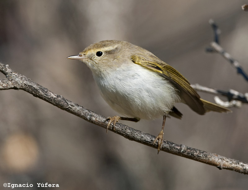 (Western) Bonelli's warbler