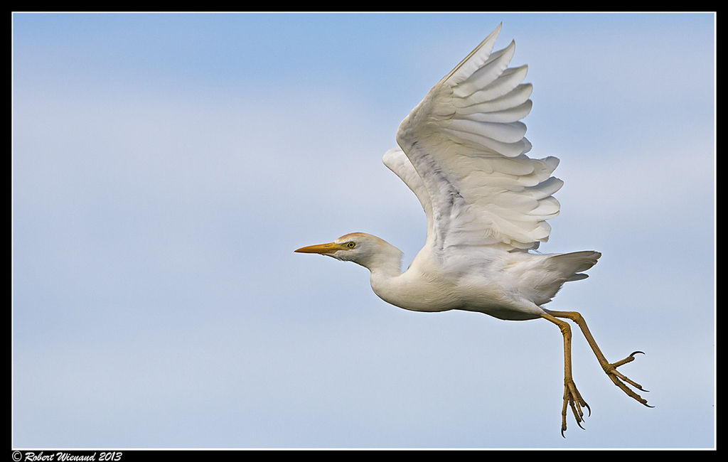 Western Cattle Egret - Bubulcus ibis