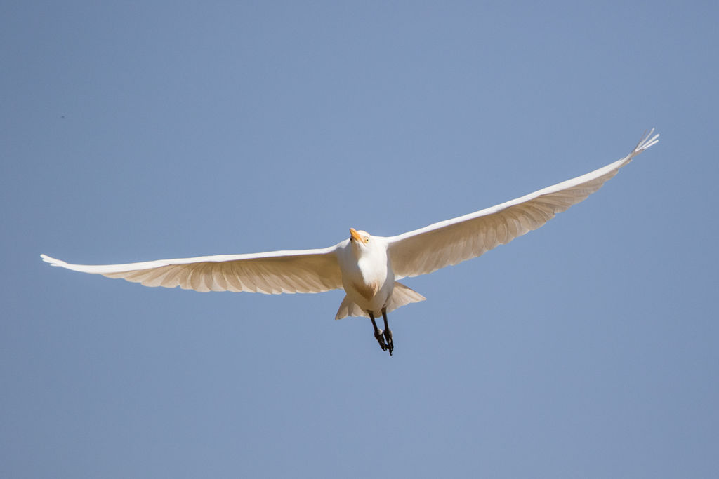 Western Cattle Egret