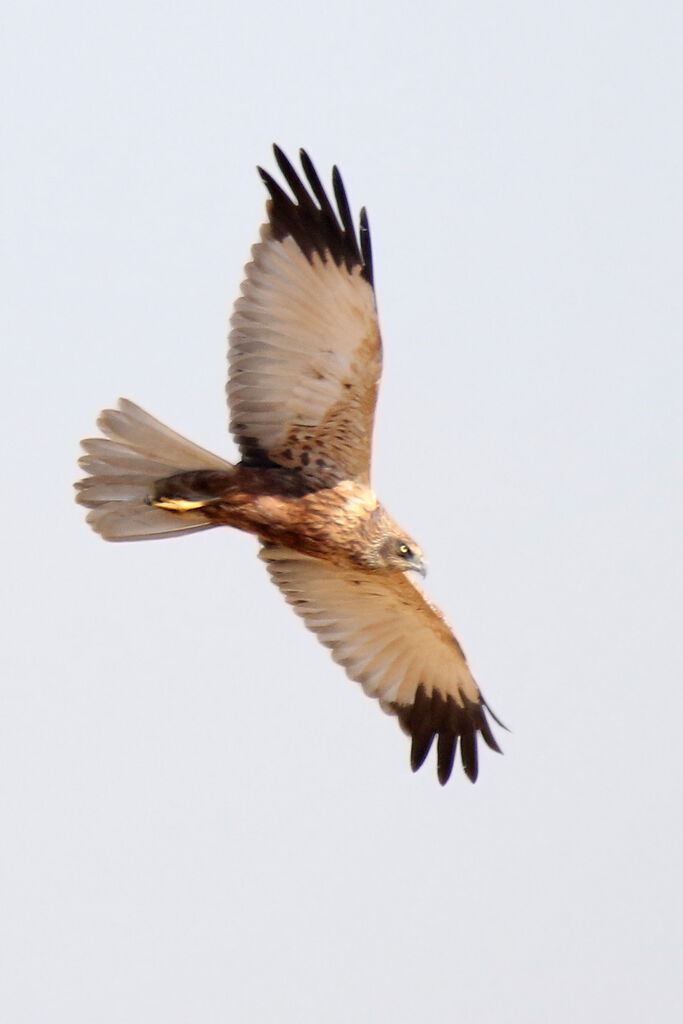 Western Marsh Harrier