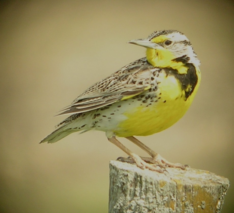 Western Meadowlark