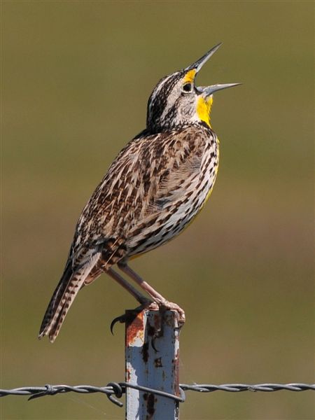 western meadowlark