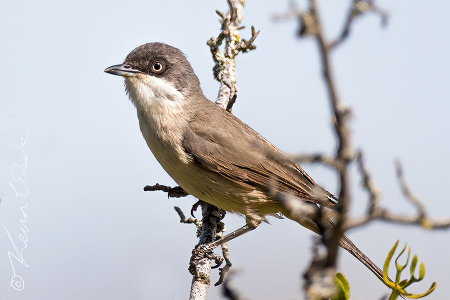 Western Orphean Warbler