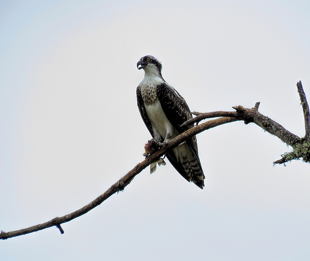 Western Osprey