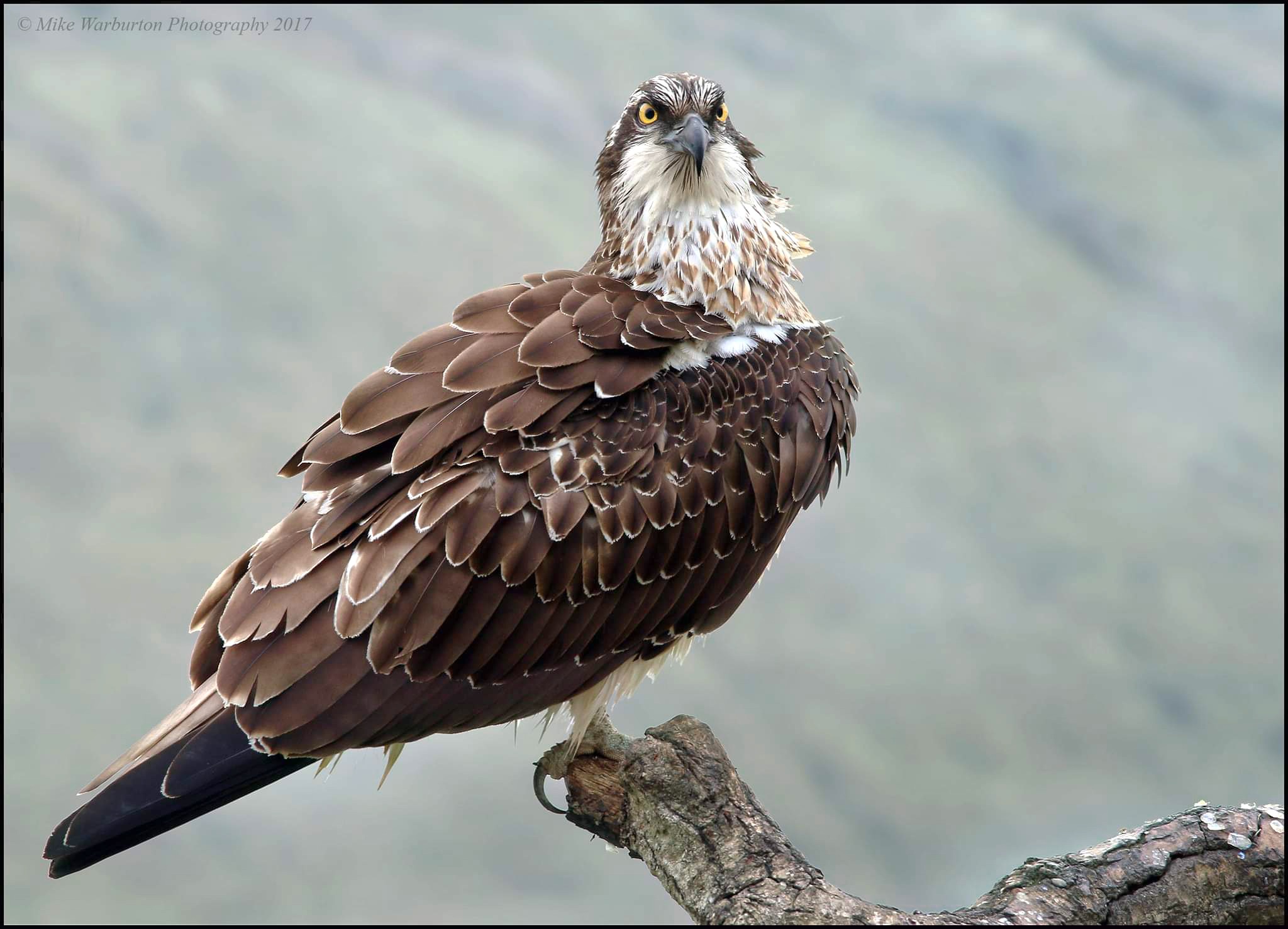 Western Osprey