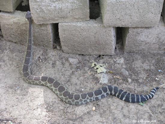 Western Rattlesnake